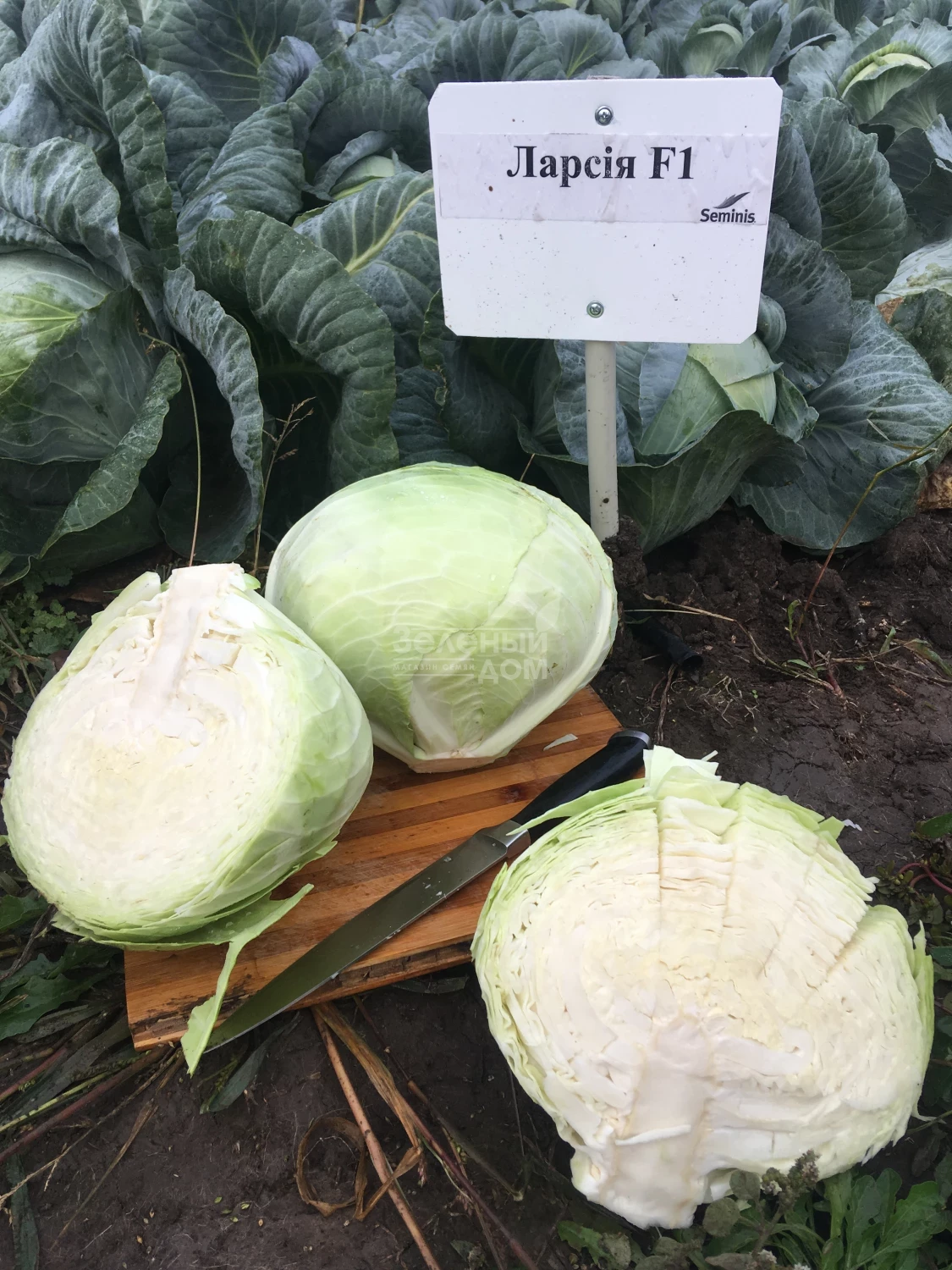 Капуста сорт ларсия отзывы. Капуста белокочанная ларсия f1,. Ларсия капуста характеристики. Капуста белокочанная ларсия f1,. Капуста белокочанная ринда f1.