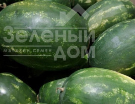 Насіння кавуна Бонд F1 / Bond F1,60-65 днів Насіння кавуна Бонд F1 / Bond F1,60-65 днів купити оптом і в роздріб в Україні за вигідною ціною