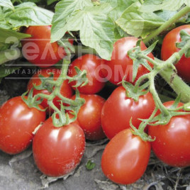 Насіння томатів Ріо Гранде / Rio Grande,120 днів (Spark Seeds) Насіння томатів Ріо Гранде / Rio Grande,120 днів (Spark Seeds) купити оптом і в роздріб в Україні за вигідною ціною