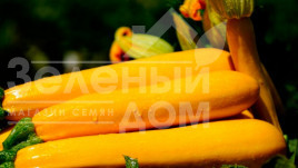 Насіння кабачків Санлайт F1 / Sunlight F1,40-45 днів Насіння кабачків Санлайт F1 / Sunlight F1,40-45 днів купити оптом і в роздріб в Україні за вигідною ціною