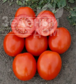 Насіння томатів 1807 F1 / 1807 F1,110 днів Насіння томатів 1807 F1 / 1807 F1,110 днів купити оптом і в роздріб в Україні за вигідною ціною