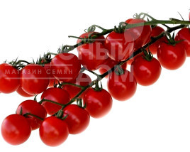 Насіння томатів Конорі F1 / Konori F1,95-100 днів Насіння томатів Конорі F1 / Konori F1,95-100 днів купити оптом і в роздріб в Україні за вигідною ціною