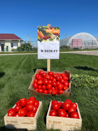 Насіння томатів Н6438 F1 / N6438 F1 Насіння томатів Н6438 F1 / N6438 F1 купити оптом і в роздріб в Україні за вигідною ціною