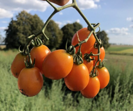 Насіння томатів Оранж Олів F1 / Orange Olive F1,95-100 днів Насіння томатів Оранж Олів F1 / Orange Olive F1,95-100 днів купити оптом і в роздріб в Україні за вигідною ціною
