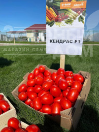 Насіння томатів Кендрас F1 / Kendras F1,110-115 днів Насіння томатів Кендрас F1 / Kendras F1,110-115 днів купити оптом і в роздріб в Україні за вигідною ціною