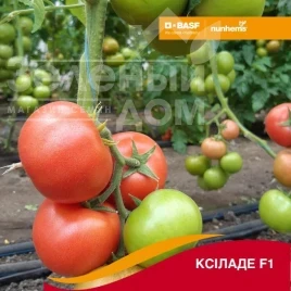 Семена томатов Ксиладе F1 / Ksilade F1 Семена томатов Ксиладе F1 / Ksilade F1 купить оптом и в розницу в Украине по выгодной цене