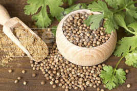 Насіння кінзи (коріандру) Кінза (коріандр) / Kinza (koriandr) Насіння кінзи (коріандру) Кінза (коріандр) / Kinza (koriandr) купити оптом і в роздріб в Україні за вигідною ціною