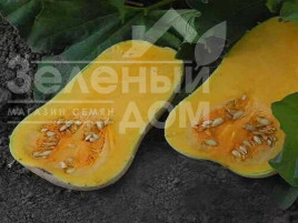 Насіння гарбуза ЮГ 205 F1 / UG 205 F1,120-125 днів Насіння гарбуза ЮГ 205 F1 / UG 205 F1,120-125 днів купити оптом і в роздріб в Україні за вигідною ціною