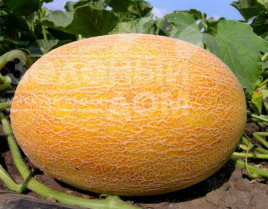 Насіння дині Ананас F1 / Ananas F1,80 днів Насіння дині Ананас F1 / Ananas F1,80 днів купити оптом і в роздріб в Україні за вигідною ціною