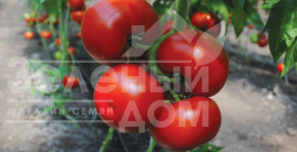 Насіння томатів Барібін F1 / Baribin F1 Насіння томатів Барібін F1 / Baribin F1 купити оптом і в роздріб в Україні за вигідною ціною