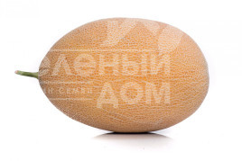 Насіння дині Локум F1 / Lokum F1,70-75 днів Насіння дині Локум F1 / Lokum F1,70-75 днів купити оптом і в роздріб в Україні за вигідною ціною