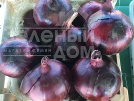 Лук репчатый Таннат F1 / Tannat F1 Лук репчатый Таннат F1 / Tannat F1 купить оптом и в розницу в Украине по выгодной цене