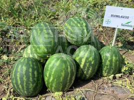 Насіння кавуна Грін Жар F1 / Green Jar F1 Насіння кавуна Грін Жар F1 / Green Jar F1 купити оптом і в роздріб в Україні за вигідною ціною