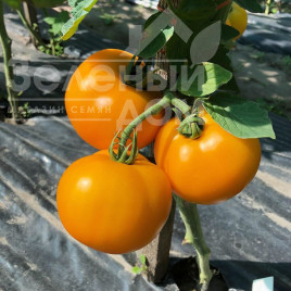 Насіння томатів Єллоу Болл F1 / Yellow Ball F1,100 днів Насіння томатів Єллоу Болл F1 / Yellow Ball F1,100 днів купити оптом і в роздріб в Україні за вигідною ціною