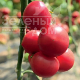 Насіння томатів 2676  F1 / 2676 F1 Насіння томатів 2676  F1 / 2676 F1 купити оптом і в роздріб в Україні за вигідною ціною