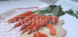 Насіння моркви Тінга / Tinga,150 днів Насіння моркви Тінга / Tinga,150 днів купити оптом і в роздріб в Україні за вигідною ціною