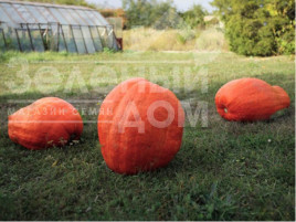 Насіння гарбуза Голіаш / Goliash, 100-120 днів Насіння гарбуза Голіаш / Goliash, 100-120 днів купити оптом і в роздріб в Україні за вигідною ціною