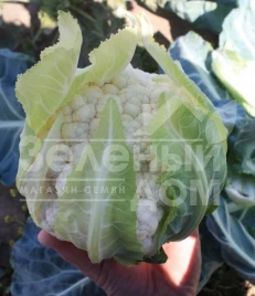 Семена капусты цветной ТС 19-1403  F1 / TS 19-1403  F1, 60-65 дней купить оптом и в розницу в Украине по выгодной цене
