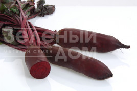 Насіння буряка Родена F1 / Rodena F1,120-125 днів Насіння буряка Родена F1 / Rodena F1,120-125 днів купити оптом і в роздріб в Україні за вигідною ціною