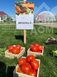 Насіння томатів Аксіома F1 / Axiom F1,50-55 днів Насіння томатів Аксіома F1 / Axiom F1,50-55 днів купити оптом і в роздріб в Україні за вигідною ціною