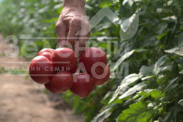 Насіння томатів Афен F1 / Afen F1,70 днів Насіння томатів Афен F1 / Afen F1,70 днів купити оптом і в роздріб в Україні за вигідною ціною