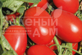 Насіння томатів Еванс (INX 36-2019) F1 / Evans (INX 36-2019) F1,92-94 дні Насіння томатів Еванс (INX 36-2019) F1 / Evans (INX 36-2019) F1,92-94 дні купити оптом і в роздріб в Україні за вигідною ціною