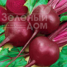 Насіння буряка Червона куля / Red Ball купити оптом і в роздріб в Україні за вигідною ціною