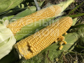 Насіння кукурудзи 1801 F1 / 1801 F1,74-77 днів Насіння кукурудзи 1801 F1 / 1801 F1,74-77 днів купити оптом і в роздріб в Україні за вигідною ціною