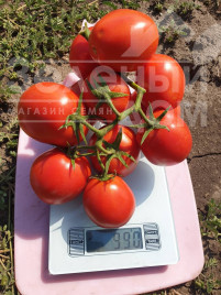 Насіння томатів ЕЗ 14916 F1 / ES 14916 F1 Насіння томатів ЕЗ 14916 F1 / ES 14916 F1 купити оптом і в роздріб в Україні за вигідною ціною