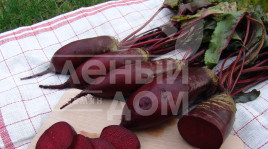 Насіння буряка Ренова / Renova, 125-130 днів Насіння буряка Ренова / Renova, 125-130 днів купити оптом і в роздріб в Україні за вигідною ціною