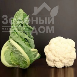Насіння капусти цвітної Вітон F1 / Viton F1,70-80 днів Насіння капусти цвітної Вітон F1 / Viton F1,70-80 днів купити оптом і в роздріб в Україні за вигідною ціною