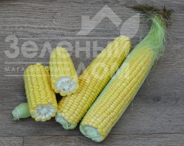 Насіння кукурудзи 1708 F1 / 1708 F1,78 днів Насіння кукурудзи 1708 F1 / 1708 F1,78 днів купити оптом і в роздріб в Україні за вигідною ціною