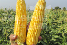 Насіння кукурудзи ГСС 8529 F1 / GSS8529 F1,80 днів Насіння кукурудзи ГСС 8529 F1 / GSS8529 F1,80 днів купити оптом і в роздріб в Україні за вигідною ціною