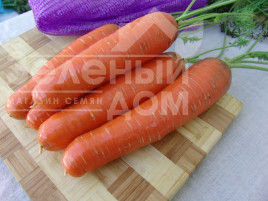 Насіння моркви Кнота F1 / Knota F1, 95-100 днів Насіння моркви Кнота F1 / Knota F1, 95-100 днів купити оптом і в роздріб в Україні за вигідною ціною