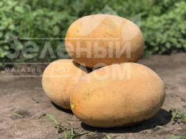Насіння дині Раймонд F1 / Raymond F1,75 днів  Насіння дині Раймонд F1 / Raymond F1,75 днів  купити оптом і в роздріб в Україні за вигідною ціною