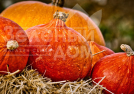 Насіння гарбуза Хакайдо Помаранчевий / Hokkaido Orange, 80-90 днів Насіння гарбуза Хакайдо Помаранчевий / Hokkaido Orange, 80-90 днів купити оптом і в роздріб в Україні за вигідною ціною