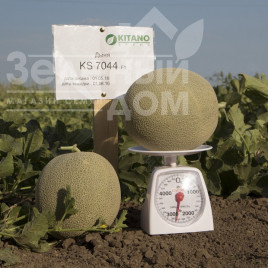 Насіння дині КС 7044 F1 / KS 7044 F1, 75-80 днів Насіння дині КС 7044 F1 / KS 7044 F1, 75-80 днів купити оптом і в роздріб в Україні за вигідною ціною