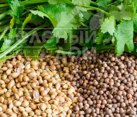 Насіння кінзи (коріандру) Марокканський / Morrocan Насіння кінзи (коріандру) Марокканський / Morrocan купити оптом і в роздріб в Україні за вигідною ціною