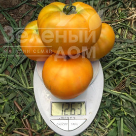Насіння томатів Світ Сан F1 / Sweet Sun F1,100 днів Насіння томатів Світ Сан F1 / Sweet Sun F1,100 днів купити оптом і в роздріб в Україні за вигідною ціною