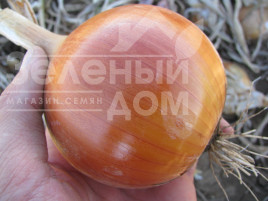 Цибуля ріпчаста Доріка (1004) F1 / Dorika (1004) F1,110-115 днів Цибуля ріпчаста Доріка (1004) F1 / Dorika (1004) F1,110-115 днів купити оптом і в роздріб в Україні за вигідною ціною