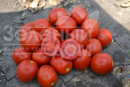 Насіння томатів 2206 F1 / 2206 F1,85 днів Насіння томатів 2206 F1 / 2206 F1,85 днів купити оптом і в роздріб в Україні за вигідною ціною
