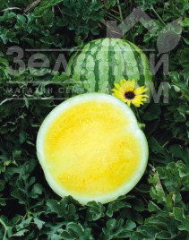 Насіння кавуна Єллоу Батеркап F1 / Yellow Baterkap F1, 90 днів Насіння кавуна Єллоу Батеркап F1 / Yellow Baterkap F1, 90 днів купити оптом і в роздріб в Україні за вигідною ціною