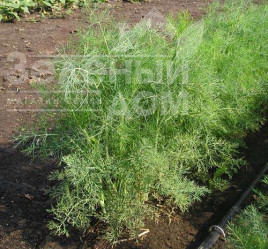 Насіння кропу Ділл / Dill купити оптом і в роздріб в Україні за вигідною ціною