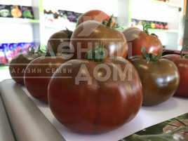 Насіння томатів Сашер F1 / Sasher F1 Насіння томатів Сашер F1 / Sasher F1 купити оптом і в роздріб в Україні за вигідною ціною