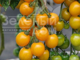 Насіння томатів Голдкроне / Goldkrone,90-100 днів Насіння томатів Голдкроне / Goldkrone,90-100 днів купити оптом і в роздріб в Україні за вигідною ціною