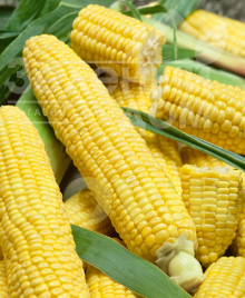 Насіння кукурудзи Лонга F1 / Longa F1,70-75 днів Насіння кукурудзи Лонга F1 / Longa F1,70-75 днів купити оптом і в роздріб в Україні за вигідною ціною