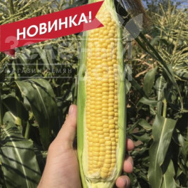 Насіння кукурудзи СВ 1446 F1 / SV 1446 F1, 75-77 днів Насіння кукурудзи СВ 1446 F1 / SV 1446 F1, 75-77 днів купити оптом і в роздріб в Україні за вигідною ціною