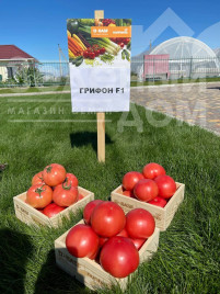 Насіння томатів Грифон F1 / Gryphon F1,50-55 днів Насіння томатів Грифон F1 / Gryphon F1,50-55 днів купити оптом і в роздріб в Україні за вигідною ціною
