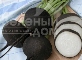 Насіння редьки Кулата / Kulata,110-115 днів Насіння редьки Кулата / Kulata,110-115 днів купити оптом і в роздріб в Україні за вигідною ціною