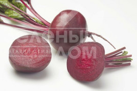 Насіння буряка Зеппо F1 / Zeppo F1,60-70 днів Насіння буряка Зеппо F1 / Zeppo F1,60-70 днів купити оптом і в роздріб в Україні за вигідною ціною